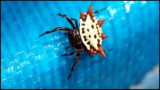 Spiny Orb Weaver Spider Gasteracantha [upl. by Leonanie75]