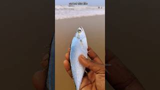 Saving our amazing fish life returned to their home shorts saving abhifishinglife fishing [upl. by Filberto73]