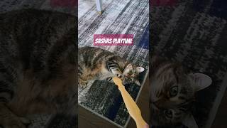 When your cat love to hangout with you shortsviral cat cutiecat shortsyoutube shirts [upl. by Inar]