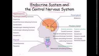 35 Endocrine system [upl. by Ardnait928]