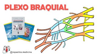 Plexo Braquial  Anatomía Fácil [upl. by Areikahs575]