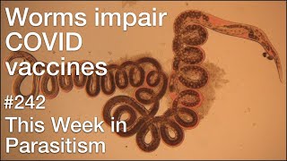 TWiP 242 Worms impair COVID vaccines [upl. by Sophronia]