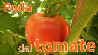 Cómo podar una tomatera  Planeta Huerto [upl. by Elorak]