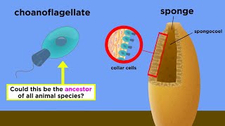 The Origin of Multicellular Life Cell Specialization and Animal Development [upl. by Solberg952]