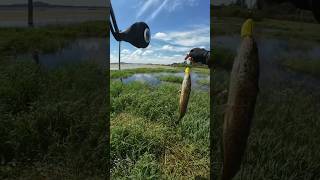 Fishing for snakehead fish in the swamp fishing snakehead shorts [upl. by Dusen]