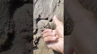 海岸線上的大蝦盛宴Shrimp feast on the coastline fishing 抓海鲜 赶海 beach 趕海 海 fish 海鮮 抓海鮮 [upl. by Anayia]