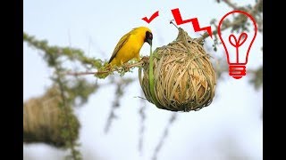 Weaver Bird Build Nest [upl. by Anirazc]