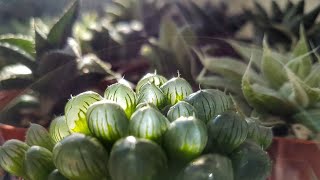 My New Haworthia Succulents Tour [upl. by Nhojleahcim876]