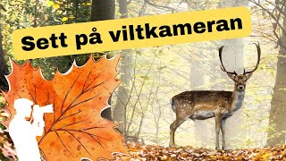 Trevligt viltbesök i höstsolen [upl. by Anerbas]