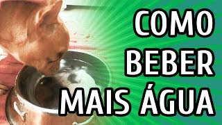 COMO FAZER SEU CACHORRO BEBER MAIS ÁGUA [upl. by Coheman9]