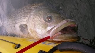 Big Striped Bass Fishing  33pound Kayak Bass on Tube and Gulp Worm [upl. by Quentin]