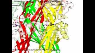 P2X purinergic receptor with sound [upl. by Ahseined421]