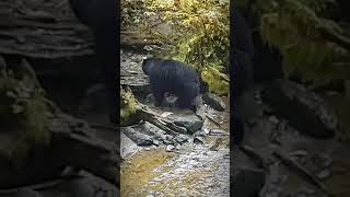 Black Bear Sightings Ketchikan Alaska USA [upl. by Carmelia]