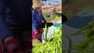 Gongcai dried drying method satisfying farming [upl. by Tubb]