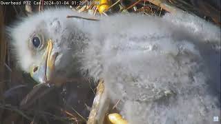 Captiva Eagle Cam 04012024 1310 [upl. by Henderson]