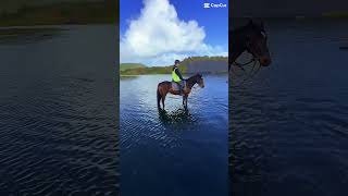 Horse Riding at Muriwai Beach wwwmuriwaibeachhorsetreksconz [upl. by Enoid]