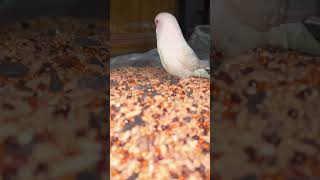 Bird seed newtrend trending viralvideo lovebird [upl. by Shear20]