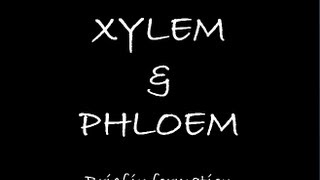 Xylem amp Phloem [upl. by Tamsky]