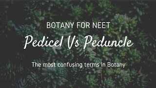 Pedicel Vs Peduncle The most confusing terms in Botany [upl. by Notsrik]