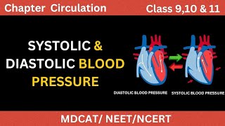 What is Systolic amp Diastolic blood pressure in UrduHindi  Types of Blood pressure [upl. by Erna]