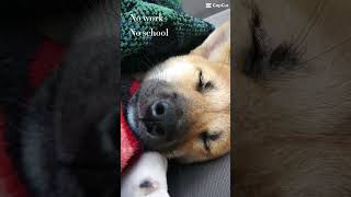 Just a sleeping Shiba Inu dog japanesedog pets shiba cuteanimal funny babyshiba cutepet [upl. by Rickie]