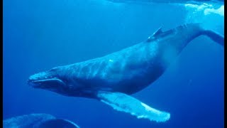 The Singing Whale Episode 25 of 37 Jacques Cousteau Odyssey The real Life Aquatic [upl. by Kloman612]