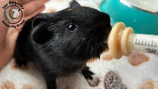 How To Syringe Feed An Orphan Guinea Pig Baby [upl. by Diba]