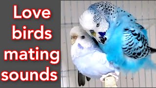 budgies mating call sounds  love birds mating call sounds  parakeets mating call sounds  animals [upl. by Mariam313]