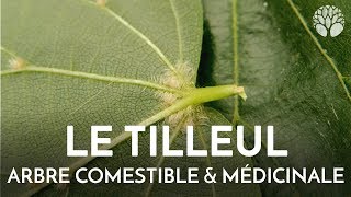 Tilleul arbre comestible et médicinal [upl. by Pestana]