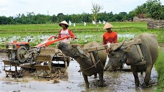 Traktor Dan KERBAU Membajak Sawah G1000 G3000 Zeva [upl. by Animor124]