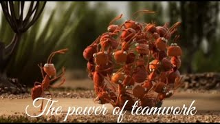 The Power of Teamwork  Teamwork motivational video  Best motivational video  Rathan Motivational [upl. by Bondie]