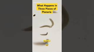 What Happens in Three Pieces of Planaria shorts [upl. by Thanasi]