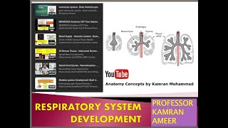 Respiratory System embryology Development of lungs M Kamran Ameer [upl. by Effy]