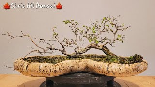 Bonsai Ulmus minor var raft [upl. by Mcgruter]