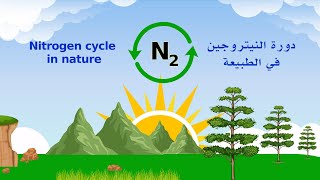 دورة النيتروجين في الطبيعة  nitrogen cycle in nature [upl. by Anaela]