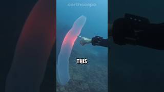 What exactly are pyrosomes [upl. by Abran]