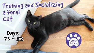 Training And Socializing A Feral Cat  Part 10  Days 73  82  Cat Video Compilation [upl. by Singer]