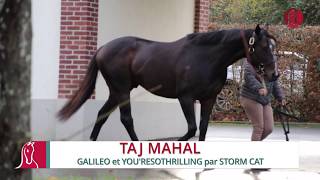 Taj Mahal étalon du Haras de la Haie Neuve  Présentation à Clairefontaine [upl. by Ylatfen528]