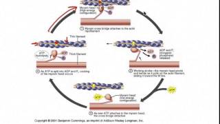 EC Coupling [upl. by Schiffman649]