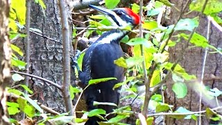 Pileated Woodpecker Pecking Wood [upl. by Penrod]