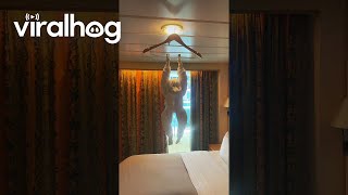 Cruise Ship Housekeeper Makes a Towel Monkey For Guests  ViralHog [upl. by Anialed429]