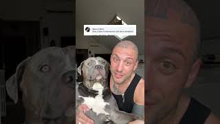 Quando il cul brucia 🔥 l invidia parla 🗣️… cane doglover dog animal funny [upl. by Nairdna]