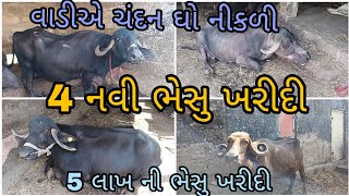 4 નવી ભેસુ ખરીદી  5 લાખ ની ભેસુ ખરીદી  વાડીએ ચંદન ઘો નીકળી [upl. by Corbie]