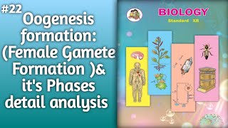 Oogenesis Explained Female Gamete Formation amp Phases l formation of Oogenesis l Oogenesis process [upl. by Weiman383]