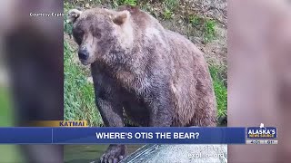 Where’s Otis the bear Fans of Katmai cam bruin are concerned [upl. by Yahc386]