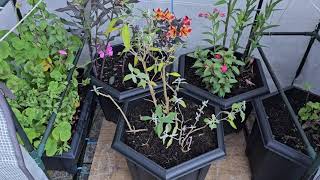 Overwintering flower tubs from the patio [upl. by Fairman]