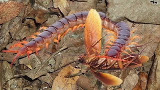 My centipede helps me remove cockroaches by hunting them [upl. by Falkner]