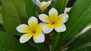 Plumeria alba plant [upl. by Aileve]