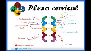 Anatomía del plexo CERVICAL [upl. by Cherye]