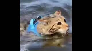 Bengal Cat Swimming  Cozmo the Lake 💦Leopard 🐆from Mandy’s Bengals Toronto [upl. by Htebi234]